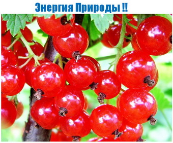 Родогор Альфа-Сила