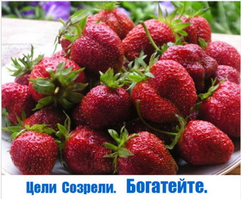 Родогор Альфа-Сила